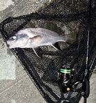 Ставрида и влетевший горбыль ~200 г: Corto 592xul 1.5 г, Ester 0.2pe и флюр 2.4 lb