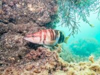 Чёрное море, рельеф: под водой скалы до 5 м и 30 м до кромки — поводок 30–40 см не везде