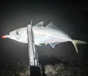 Чёрное море, пересменка: ставрида мимолётно, горбыль дважды срезал о буну