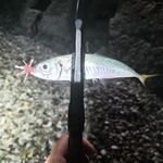 Чёрное море, пересменка: ставрида мимолётно, горбыль дважды срезал о буну