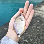 Чёрное море, пересменка: ставрида мимолётно, горбыль дважды срезал о буну