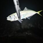 Чёрное море — рассветный тайминг: за час до зари ставрида, потом остальное