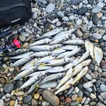 Чёрное море — рассветный тайминг: за час до зари ставрида, потом остальное