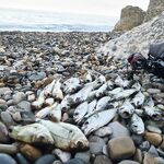 Чёрное море — рассветный тайминг: за час до зари ставрида, потом остальное