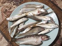 Чёрное море — Евпатория, барабуля и дракончики: чебурашка 1.5 г и червь зашли