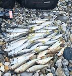 Чёрное море, рыбалка со ставридой и барабулькой: 0.6 г силикон, 1.5 г маракуй — менять не стал