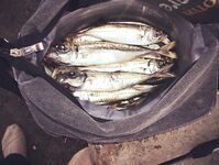 ЮБК 2017–2018: ставрида заходила «под тридцатку», вспоминаю ту динамику