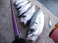 ЮБК 2017–2018: ставрида заходила «под тридцатку», вспоминаю ту динамику