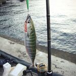 Год на год не приходится: ранние выезды по ставриде бывают огненными целый месяц