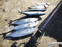 Год на год не приходится: ранние выезды по ставриде бывают огненными целый месяц