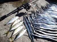 Сентябрьский улов «по сто»: когда стая на точке весь день