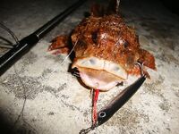 Ночь и ерш с горбатым: горбылей не выкладываю, чтобы не будоражить публику