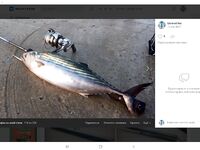 Первые пеламиды синхронно: разлёт мест 15 км, обе стороны в теме