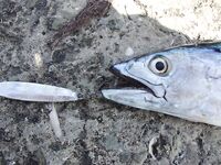 Первые пеламиды синхронно: разлёт мест 15 км, обе стороны в теме