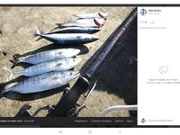 Карты глубин и береговая пеламида: железо 18–24 г и «палки из рук вырывает»