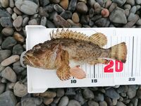 Сукко, до наплыва: светонакопительная резина, пара зачётных скорпен и барабулька на бровке