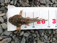 Сукко, до наплыва: светонакопительная резина, пара зачётных скорпен и барабулька на бровке