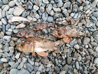 Сукко, до наплыва: светонакопительная резина, пара зачётных скорпен и барабулька на бровке