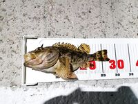 Сукко ночью: катушка нагрелась под скорпеной, капля 6 г, флюр 0,16, ISOME XL