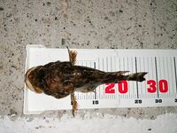 Сукко ночью: катушка нагрелась под скорпеной, капля 6 г, флюр 0,16, ISOME XL