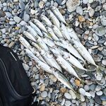 Немного предрассветной ставриды: 0,6–1,5 г подбирал, порадовал мелкий «зубастик»