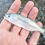 Немного предрассветной ставриды: 0,6–1,5 г подбирал, порадовал мелкий «зубастик»