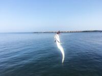 Анапа, 5:45–8:00: красная Маракуйя и чебурашка 1 г — карась, окунь, пара луфариков