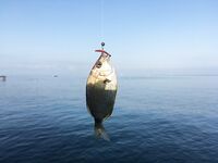 Анапа, 5:45–8:00: красная Маракуйя и чебурашка 1 г — карась, окунь, пара луфариков