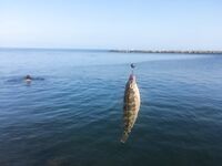 Анапа, 5:45–8:00: красная Маракуйя и чебурашка 1 г — карась, окунь, пара луфариков