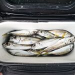 Перед болтанкой часик: 0,6–1,5 г силикон, дальше — в поиски луфаря по волне