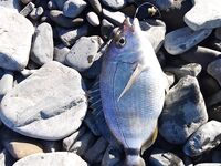 Сушёный нереис выручил: бомбарда в Большом Утрише и утренне-вечерние развлечения