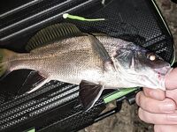 Судак, 3–13 сентября: ищу компанию на утренние и вечерние рыбалки ультралайтом