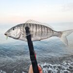 Вода слишком тёплая: мармир визжал фрикционом на Hana 3 г и шнуре 0.15 — ждём шевеления