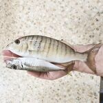 Вода слишком тёплая: мармир визжал фрикционом на Hana 3 г и шнуре 0.15 — ждём шевеления