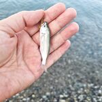 Тёплая вода 28°: ставрида в анабиозе, просит лёгкие веса и медленную проводку