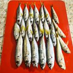 Тёплая вода 28°: ставрида в анабиозе, просит лёгкие веса и медленную проводку