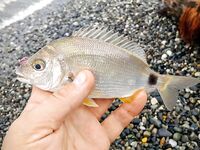 Луфарь и ласкирь не одно и то же: морской карась на фото, про луфаря выше