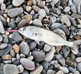 План на точку и снасти: с чего начать сегодня после заката на прибрежной бровке?