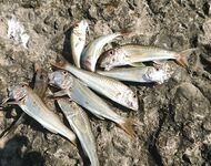 Час на спин рядом с морем: мелкая барабулька, дракончик и шаловливый карасик