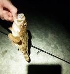 Имеретинка вечером: мамка-скорпена, ещё семь штук, пара ставридок и холостое колебло