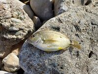 Орджоникидзе, Агатовый пляж: мелководье с валунами, вопрос по вечерним выходам