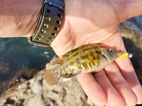 Орджоникидзе, Агатовый пляж: мелководье с валунами, вопрос по вечерним выходам