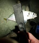 Имеретинка с накатом: скорпена активна, поштучная ставрида и прилов бычка