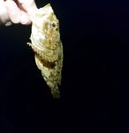 Имеретинка с накатом: скорпена активна, поштучная ставрида и прилов бычка