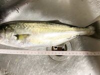 Старт по мерному луфарю: счёт открыт, дальше работать по ветру и слою воды