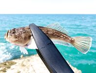 Адлер, пирс у вокзала: подозрительный «европейский звёздочёт» и надежды на ночь