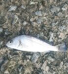 Отводной спас утро: два горбылька отпущены, звёздочёт, карасики и барабулька