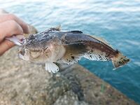 Отводной спас утро: два горбылька отпущены, звёздочёт, карасики и барабулька