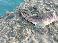 Отводной спас утро: два горбылька отпущены, звёздочёт, карасики и барабулька