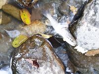 Имеретинка и горы: форель отпущена, вечером скорпены, потом ставридка с хода